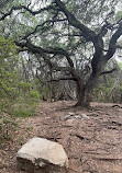 Barton Creek Greenbelt Trailhead