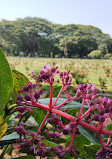 Lalbagh