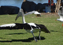 Parque Pelicano