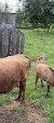 Cumberland Heritage Village Museum