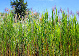 Cattus Island County Park