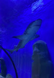 The Oceanarium «Sea Fairy Tale»