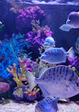 The Shore Oceanarium