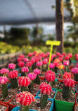 Mercado de plantas loma verde