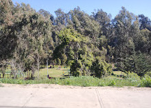 Parque Gabriel Coll