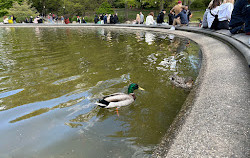 Fonte de Betesda