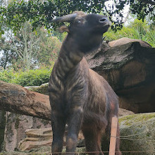 Istana Panda Indonesia Taman Safari Bogor