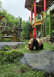 Istana Panda Indonesia Taman Safari Bogor