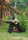 Istana Panda Indonesia Taman Safari Bogor