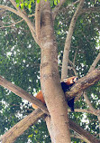 Istana Panda Indonesia Taman Safari Bogor