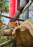 Istana Panda Indonesia Taman Safari Bogor