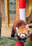 Istana Panda Indonesia Taman Safari Bogor