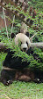 Istana Panda Indonesia Taman Safari Bogor