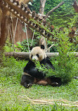 Istana Panda Indonesia Taman Safari Bogor