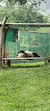 Istana Panda Indonesia Taman Safari Bogor