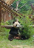 Istana Panda Indonesia Taman Safari Bogor