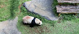 Istana Panda Indonesia Taman Safari Bogor