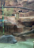 Istana Panda Indonesia Taman Safari Bogor