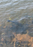 Parker Dam State Park