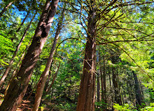 Parc provincial de Shannon Falls