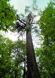 Itasca State Park