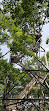 Dorset Lookout Tower