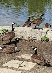 Toogood Pond Park