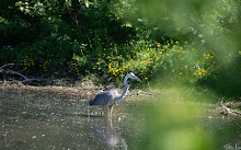 Toogood Pond Park