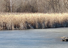 Toogood Pond Park