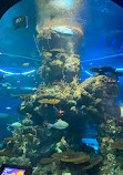 Marine Life Park