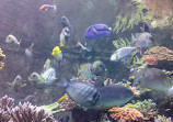 Marine Life Park