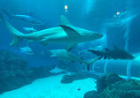 Marine Life Park