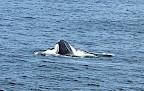 Bar Harbor Whale Watch Co