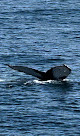 Bar Harbor Whale Watch Co