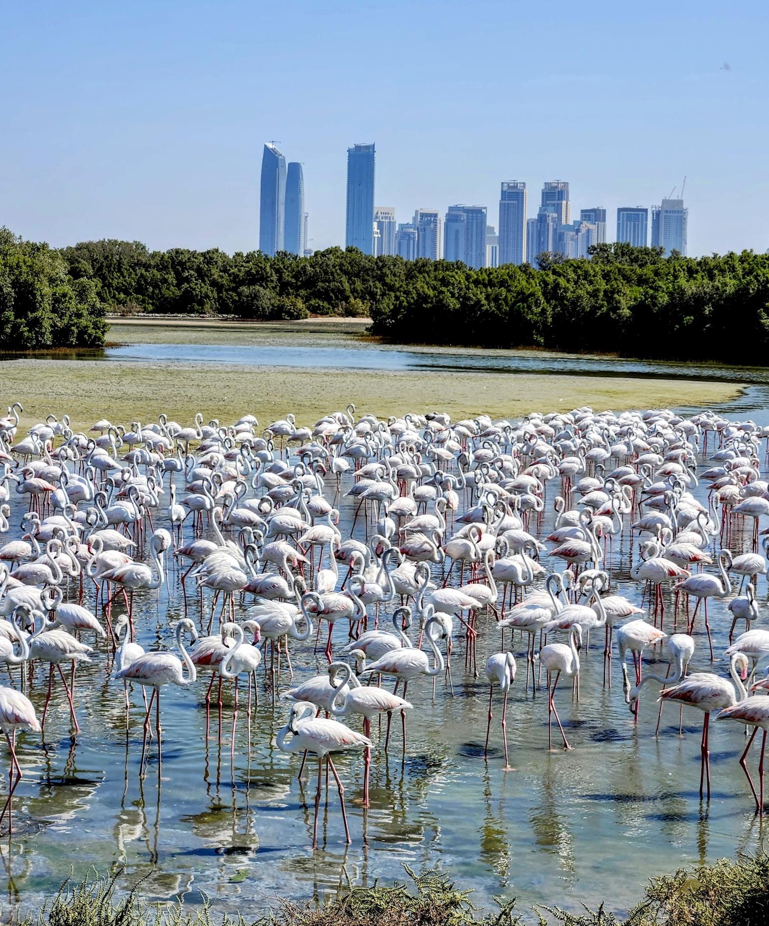 Ras Al Khor Wildlife Sanctuary