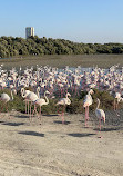 Ras Al Khor Wildlife Sanctuary