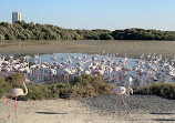 Ras Al Khor Wildlife Sanctuary