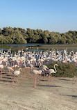 Ras Al Khor Wildlife Sanctuary