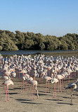 Ras Al Khor Wildlife Sanctuary