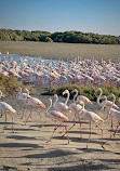 Ras Al Khor Wildlife Sanctuary