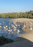 Ras Al Khor Wildlife Sanctuary