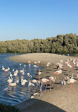 Ras Al Khor Wildlife Sanctuary