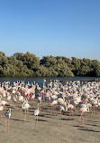 Ras Al Khor Wildlife Sanctuary