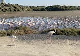 Ras Al Khor Wildlife Sanctuary