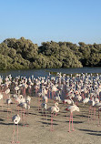 Ras Al Khor Wildlife Sanctuary