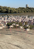 Ras Al Khor Wildlife Sanctuary