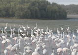 Ras Al Khor Wildlife Sanctuary