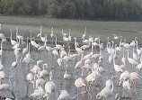 Ras Al Khor Wildlife Sanctuary