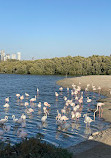 Ras Al Khor Wildlife Sanctuary