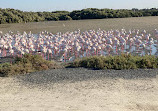 Ras Al Khor Wildlife Sanctuary